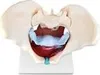 Anatomie Model Modell Weiblich Skelett Becken Beckenboden Produktbild-Vorschau 4