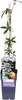 Mucenka modrá (Passiflora caerulea) Ø15cm, výška 65cm, Náhled obrázku produktu 4