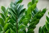 Bloomique - Zamioculcas Zamiifolia - Palma doniczkowa - Podgląd zdjęcia produktu 3