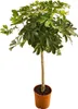 Famanu Schefflera auf Stamm - Vingerpflanze - Höhe 120-140 Produktbild-Vorschau 1