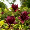 GreenboutiQ - Gartenpflanze - Magnolia Genie - Blüte Lila - Produktbild-Vorschau 4