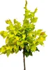 Orme 'Ulmus hollandica Wredei' Haute tige 80 - 100 cm Voir les images du produit 1