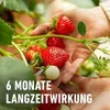 COMPO Beeren- und Obst Langzeit-Dünger für 45 m² - 2 kg Produktbild-Vorschau 9