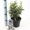 Sarcococca hookeriana Winter Gem ('Pmoore03'PBR) - Produktbild-Vorschau 3