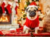 CALVENDO Puzzle Mops als Weihnachtsmann | 2000 Teile Produktbild-Vorschau 3