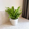 Fougère nid d'oiseau - Asplenium nidus 'Crispy Wave' - Voir les images du produit 5