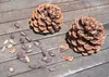 SAFLAX - Sosna Śródziemnomorska - 6 Nasiona - Pinus pinea Podgląd zdjęcia produktu 9