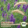 Samenliebe  Wickroggen Samen | Futtermischung - winterhart Produktbild-Vorschau 4