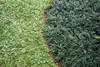 Stauden Gänge 1 x Ophiopogon japonicus 'Nana' - Zwerg Produktbild-Vorschau 7