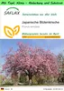 SAFLAX Garden to go - Japanische Blütenkirsche - Prunus Produktbild-Vorschau 1