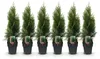 GreenboutiQ - Heckenpflanzen - Thuja occidentalis Smaragd - Produktbild-Vorschau 1