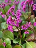 Stauden Gänge 3 x Bergenia cordifolia ‚Eroica' - Bergenie - Produktbild-Vorschau 7