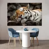MuchoWow® Poster Tiger - Ruhend - Felsen 180x120 cm - Produktbild-Vorschau 5
