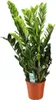 Pianta da appartamento Zamioculcas Zamiifolia "Glücksfeder" Anteprima dell’immagine prodotto 1