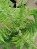 A close-up overhead view of a lush green fern plant in a pot. Voir les images du produit