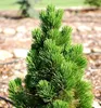 Schlangenhaut-Kiefer ´COMPACT GEM´ 30-40 cm, Cont. 2 l Produktbild-Vorschau 3