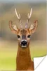 MuchoWow® Poster Hirsch - Geweih - Hirschkopf 80x120 cm - Produktbild-Vorschau 1