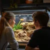 Terrario Lebka Sabertooth - lebka tygra do terária Náhled obrázku produktu 6