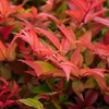 Green boutiQ - Plante de jardin - Nandina Gulfstream - Voir les images du produit 5