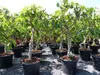 Feigenbaum - hell UND dunkel - in 1 Topf, Obstbaum, Produktbild-Vorschau 7