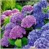 ARTland Leinwandbild Hortensien im Garten Größe: 30x30 cm Produktbild-Vorschau 1