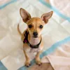 A small tan dog wearing a black collar with a pink and black bow sits on a white and blue patterned surface. Produktbild-Vorschau