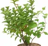 Spiraea 'Densiflora', ook wel bekend als muskusroos, in een Productafbeelding-voorbeeld 2