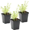 Bloomique - 3er Set - Myosotis Palustris - Produktbild-Vorschau 1
