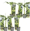 Bananenpflanze - 6 Stk - Musa basjoo - Höhe 25-40cm - ⌀9cm Produktbild-Vorschau 1