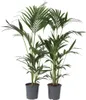 Kentia Palme - 2 Stk - Howea forsteriana - Höhe 90-100cm - Produktbild-Vorschau 1