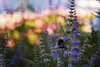 SAFLAX - Heilpflanzen - Mönchspfeffer - 30 Samen - Vitex Produktbild-Vorschau 9