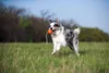Ball mit Schnur für mittel Hunde, Schwimmt, Bindung Produktbild-Vorschau 3
