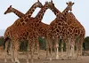 Calvendo Giraffen – Meeting 1000 Teile Puzzle quer Produktbild-Vorschau 4