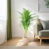 Areca Palme Dypsis Goldfruchtpalme 100cm Ø21cm mit Seegras Produktbild-Vorschau 3