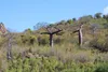 Suarez-apenbroodboom (Adansonia suarezensis) - 3 zaden Productafbeelding-voorbeeld 2