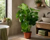 Monstera deliciosa, circa 50 cm – Deliziosa pianta da Anteprima dell’immagine prodotto 3