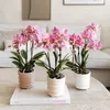 Phalaenopsis Orchideen – 4 Pflanzen – Treviso – Altrosa – Produktbild-Vorschau 6