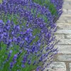 Lawenda wąskolistna - 12 szt - Lavandula angustifolia - Podgląd zdjęcia produktu 6