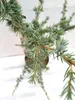 A close-up view of a small coniferous plant with blue-green needles, likely a young tree or shrub. Produktbild-Vorschau