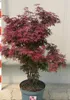Roter Fächerahorn Acer Palmatum Shaina 80 - 100 cm Ahorn Produktbild-Vorschau 2