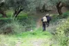 Elance Olivenöl Extra Nativ 5 L –  aus Kreta, Kaltgepresst Produktbild-Vorschau 9