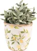 A potted plant with green leaves sits in a decorative ceramic pot with a lemon pattern. Náhled obrázku produktu