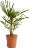 Bloomique - Trachycarpus Fortunei - Palmier chanvre - Voir les images du produit 1