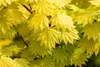 Acer shirasawanum 'Aureum', Japanischer Ahorn, goldgelb, Produktbild-Vorschau 8