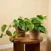1x Epipremnum Marble Queen P12 H25 Produktbild-Vorschau 3