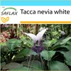 SAFLAX Darčeková sada - Nepálsky obri - netopier kvet - Náhľad obrázku produktu 5