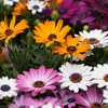 Bloomique - Mix 6 - Osteospermum - Hiszpańska stokrotka - Podgląd zdjęcia produktu 4