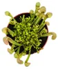 Schlauchpflanze - Sarracenia psittacina Hybr. "Scarlett Produktbild-Vorschau 4