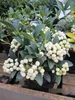Skimmia japonica  Fructu Albo  - Japanische Fruchtskimmie  Produktbild-Vorschau 1