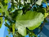 A close-up of a green fig leaf on a tree branch, with a blue background visible. Produktbild-Vorschau